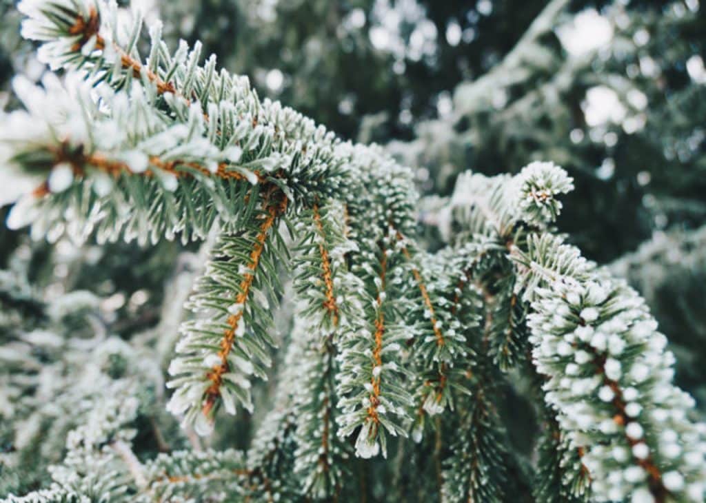 Christmas Blues Cure