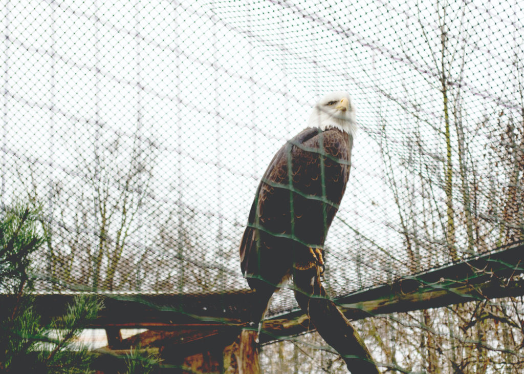Missing Your Freedom?